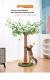 Cat Climbing Frame Grinds And Scratches Without Shedding Debris