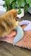 Little Pillow For Cats Fashion Neck Protector Deep Sleep Puppy U-Shaped Pillow Pets Pillow Kitten Headrest Dog Sleeping Pillow Pet Products