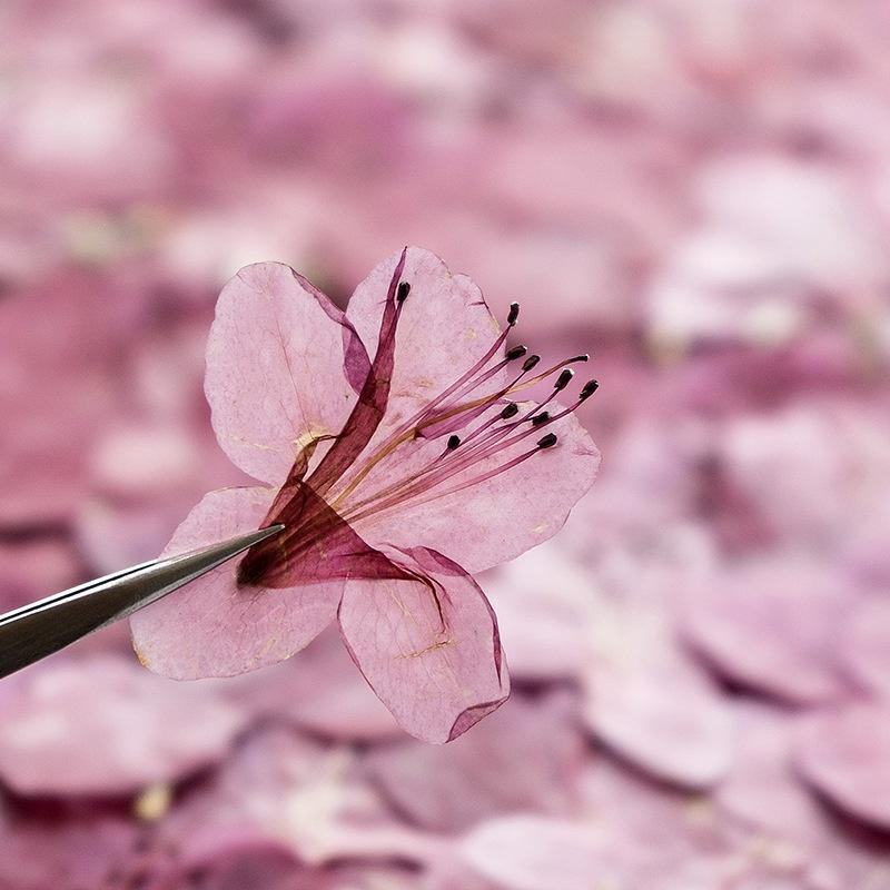 Azalea Dried Flower Ornament