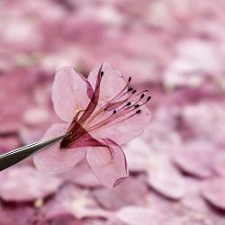 Azalea Dried Flower Ornament