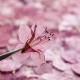 Azalea Dried Flower Ornament
