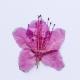 Azalea Dried Flower Ornament