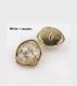 Gold Irregular Heterosexual Natural Shell Buttons